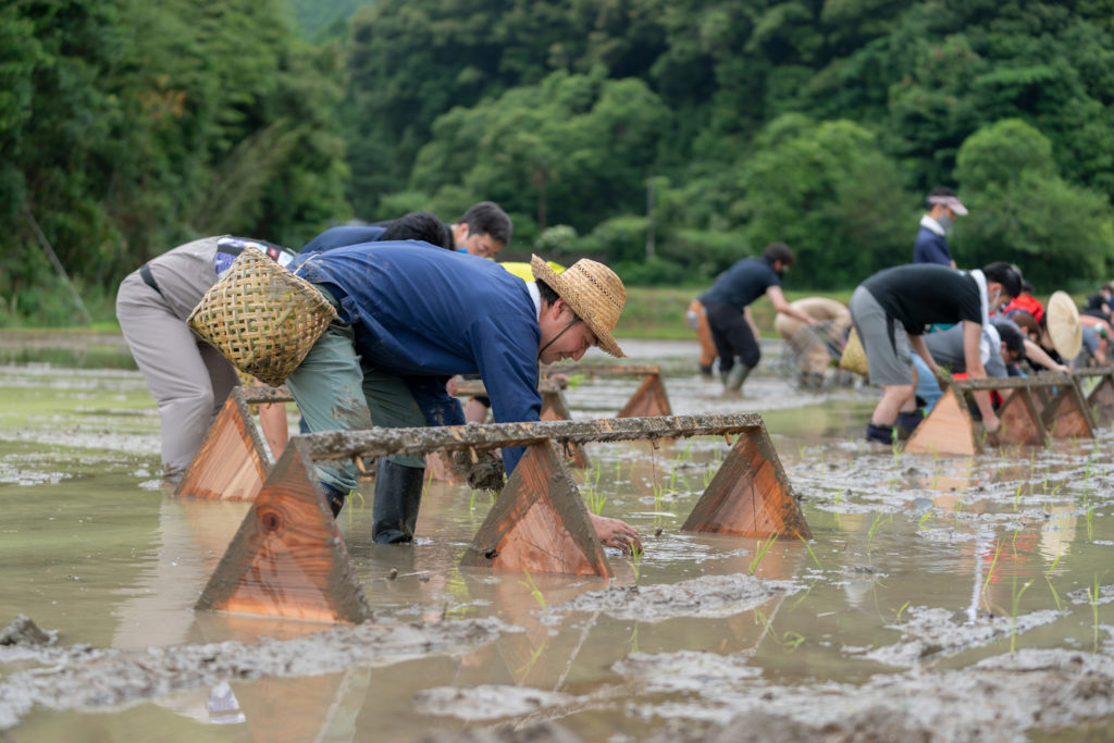 田植え