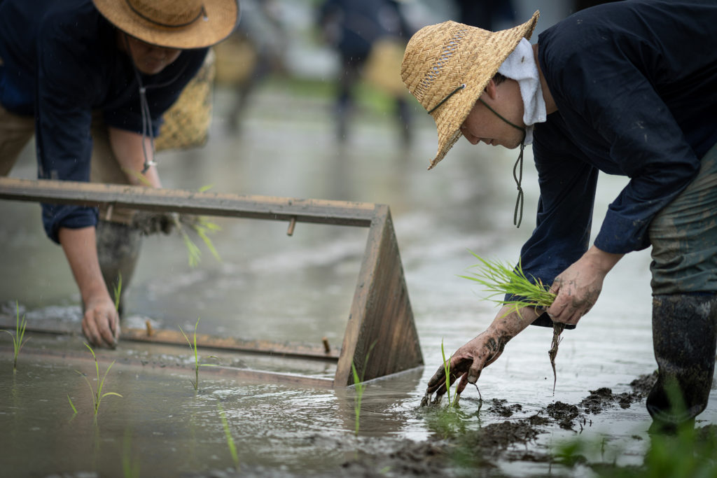 一本、一本を手で植える