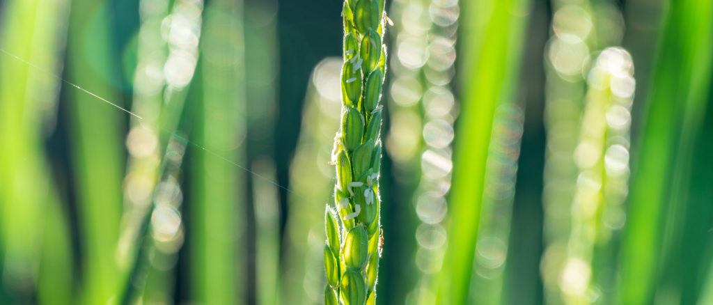 夏、自然農法で生物と共に力強く育つ