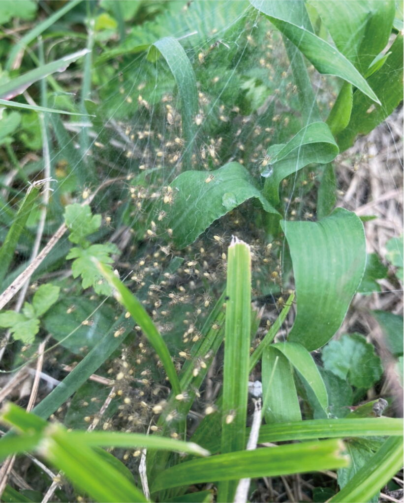 地球のエネルギーが一本の稲の根に注がれる