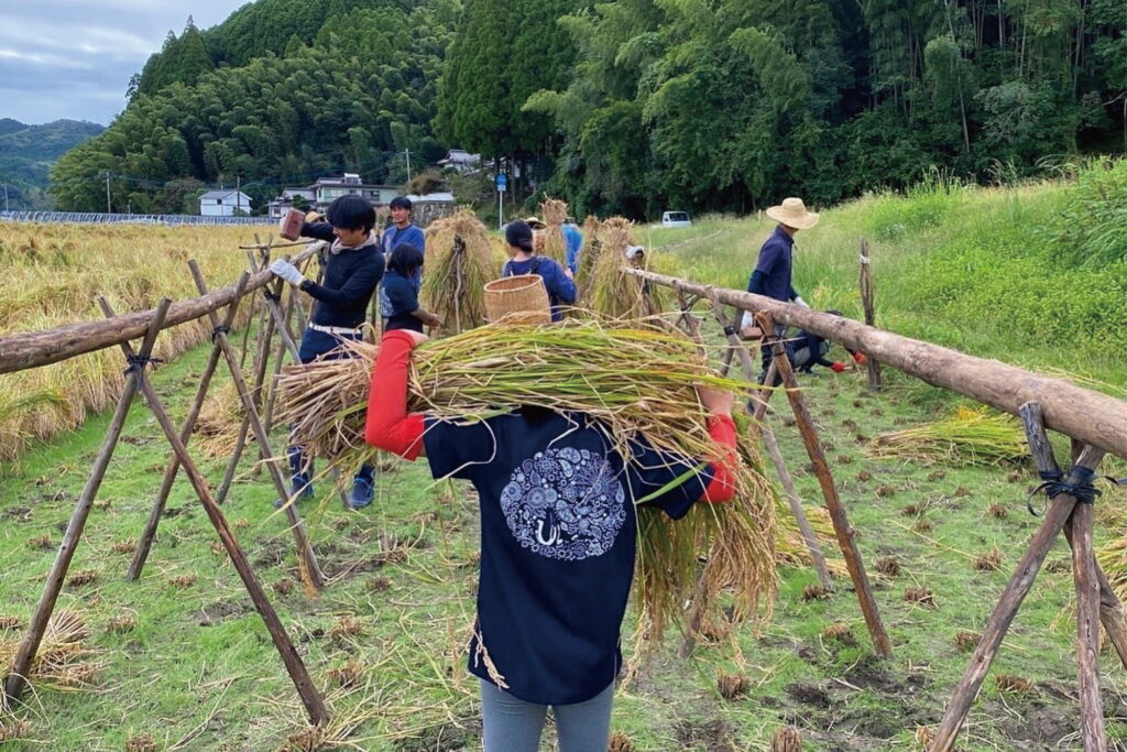 江戸の八農醸『産土穂増一本掌植え』稲刈り