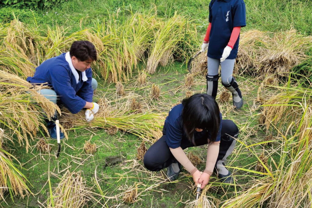 江戸の八農醸『産土穂増一本掌植え』稲刈り