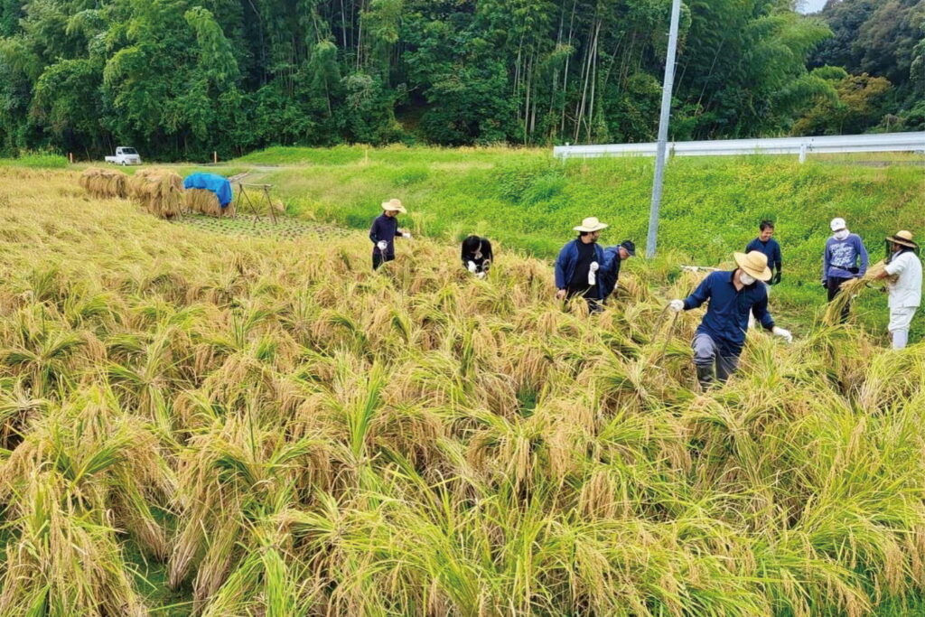 江戸の八農醸『産土穂増一本掌植え』稲刈り