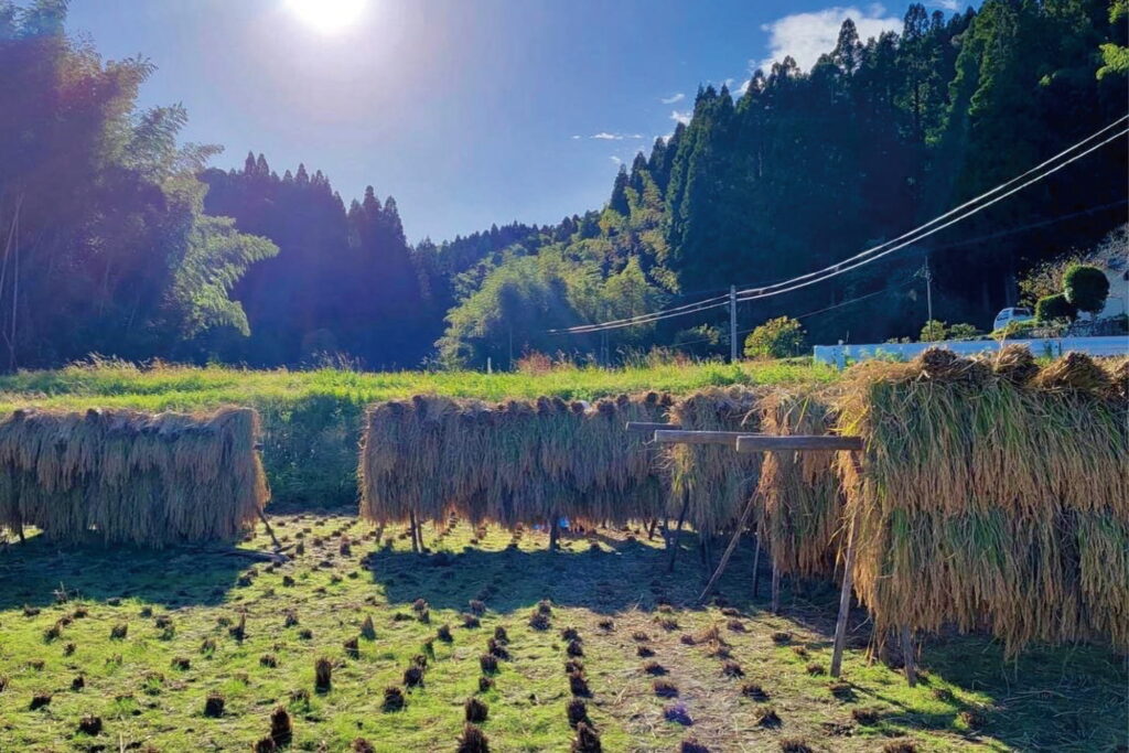 江戸の八農醸『産土穂増一本掌植え』稲刈り